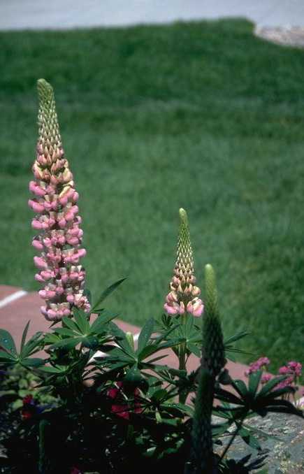 St Saviours Church E7, near Stratford, London