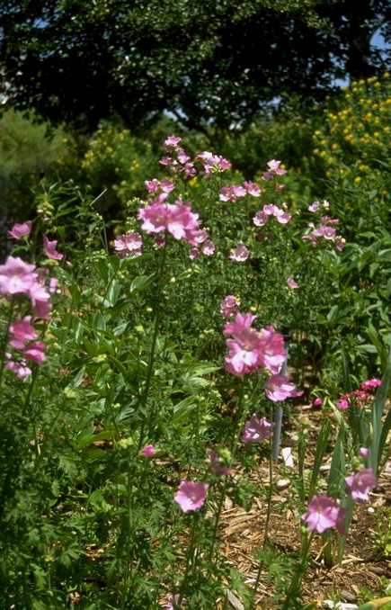 The anglican church of St George & St Ethelbert